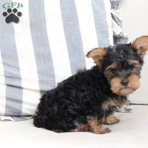 Jasper, Yorkie Puppy