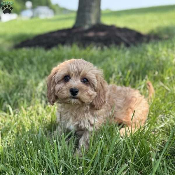 Maverick, Cavapoo Puppy
