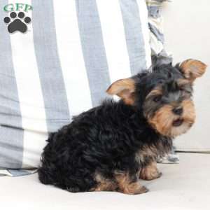 Jasper, Yorkie Puppy