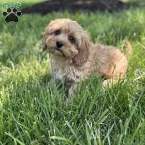 Maverick, Cavapoo Puppy