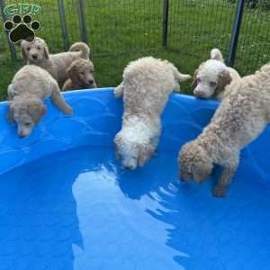 Blue, Goldendoodle Puppy