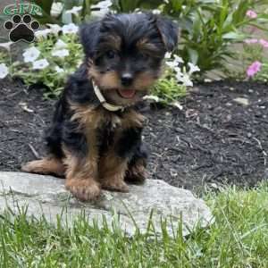 Pepper, Yorkie Puppy