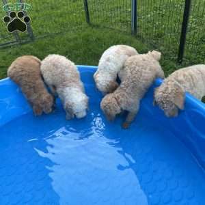 Ms. Pink, Goldendoodle Puppy