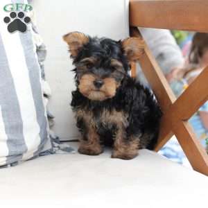 Jasper, Yorkie Puppy