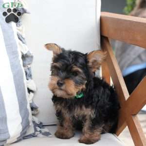 Jasper, Yorkie Puppy