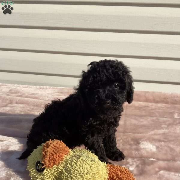Jazzy, Havapoo Puppy