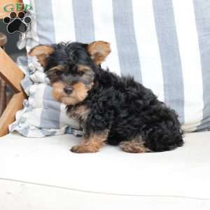 Jasper, Yorkie Puppy