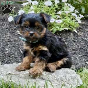 Mint, Yorkie Puppy