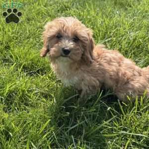 Bella, Cavapoo Puppy