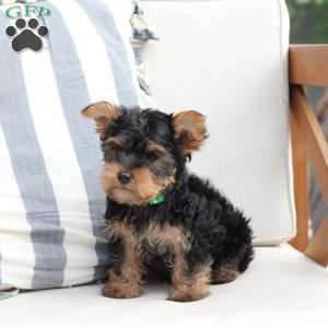 Jasper, Yorkie Puppy