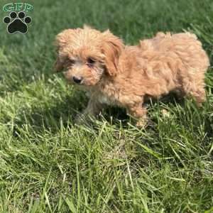 Bella, Cavapoo Puppy