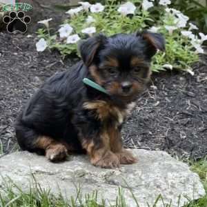 Mint, Yorkie Puppy