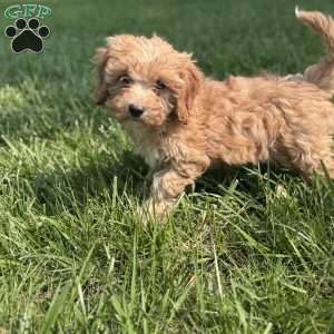 Bella, Cavapoo Puppy