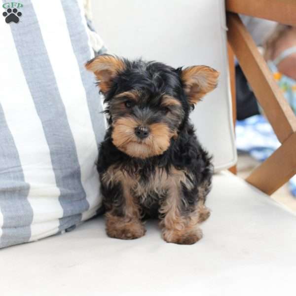 Jasper, Yorkie Puppy