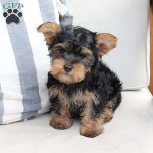Jasper, Yorkie Puppy