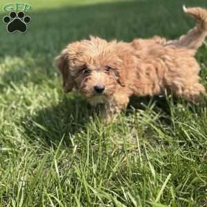 Bella, Cavapoo Puppy