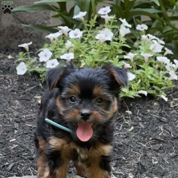 Mint, Yorkie Puppy