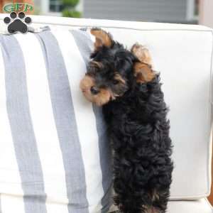 Jasper, Yorkie Puppy