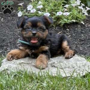 Mint, Yorkie Puppy