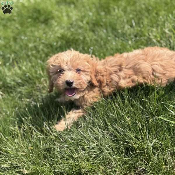 Bella, Cavapoo Puppy
