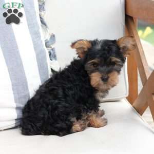 Jasper, Yorkie Puppy