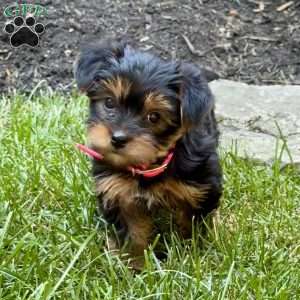 Patty, Yorkie Puppy