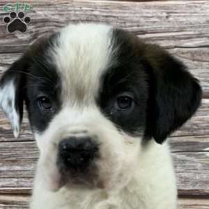 Violet, Saint Bernard Puppy