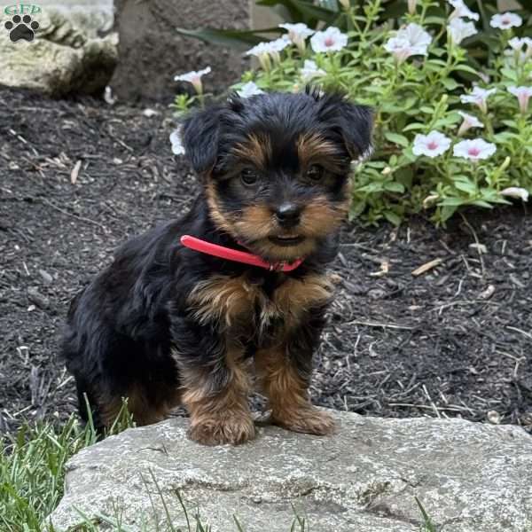 Patty, Yorkie Puppy