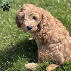 Wallon, Cavapoo Puppy