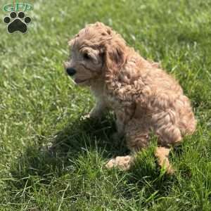 Wallon, Cavapoo Puppy