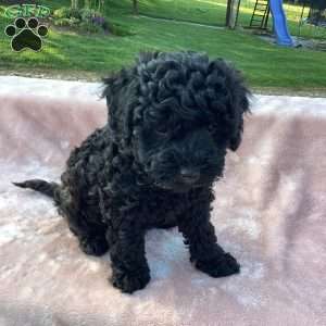 Jazzy, Havapoo Puppy