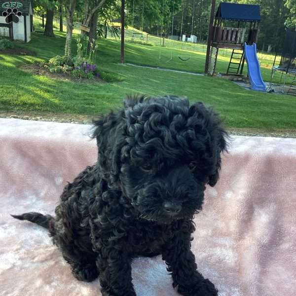 Jazzy, Havapoo Puppy