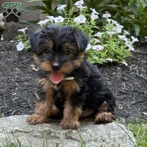 Pepper, Yorkie Puppy