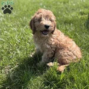 Wallon, Cavapoo Puppy