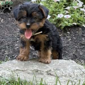 Pepper, Yorkie Puppy
