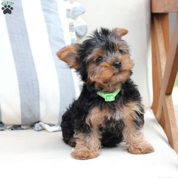 Cash, Yorkie Puppy