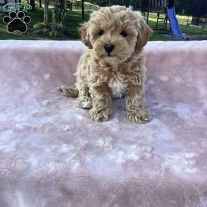 Rya, Havapoo Puppy
