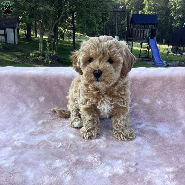Rya, Havapoo Puppy