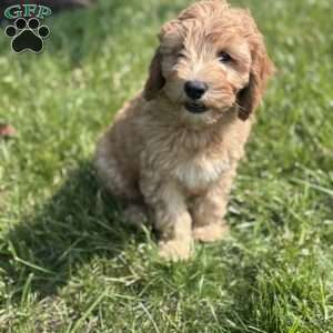Wallon, Cavapoo Puppy