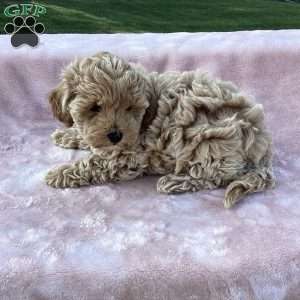 Rya, Havapoo Puppy
