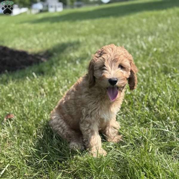Wallon, Cavapoo Puppy