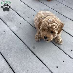 Rya, Havapoo Puppy