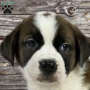 Brook, Saint Bernard Puppy