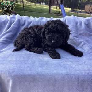 Jude, Havapoo Puppy