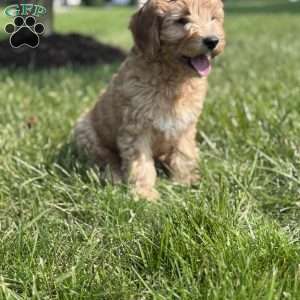 Wallon, Cavapoo Puppy