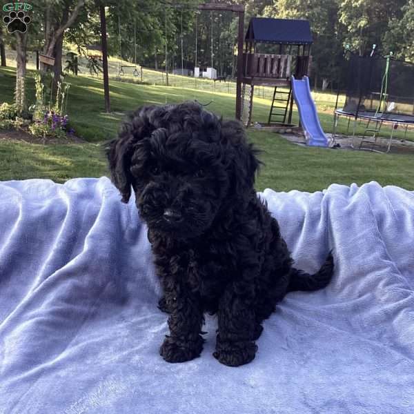 Jude, Havapoo Puppy