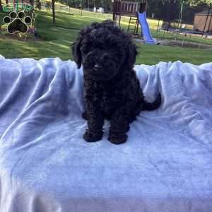 Jude, Havapoo Puppy