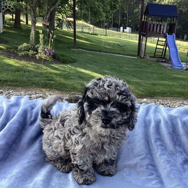 Oliver, Havapoo Puppy