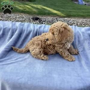 Freddy, Havapoo Puppy