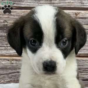 Brynln, Saint Bernard Puppy
